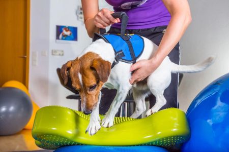 Pet Rehabilitation Services: Helping Your Pet Recover and Thrive