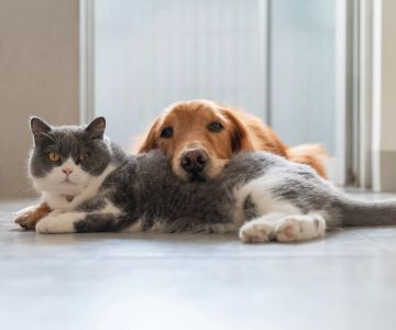 Comprehensive Guide to Pet Cancer Care: How to Help Your Pet Through Cancer Treatment