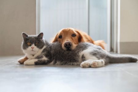 Comprehensive Guide to Pet Cancer Care: How to Help Your Pet Through Cancer Treatment