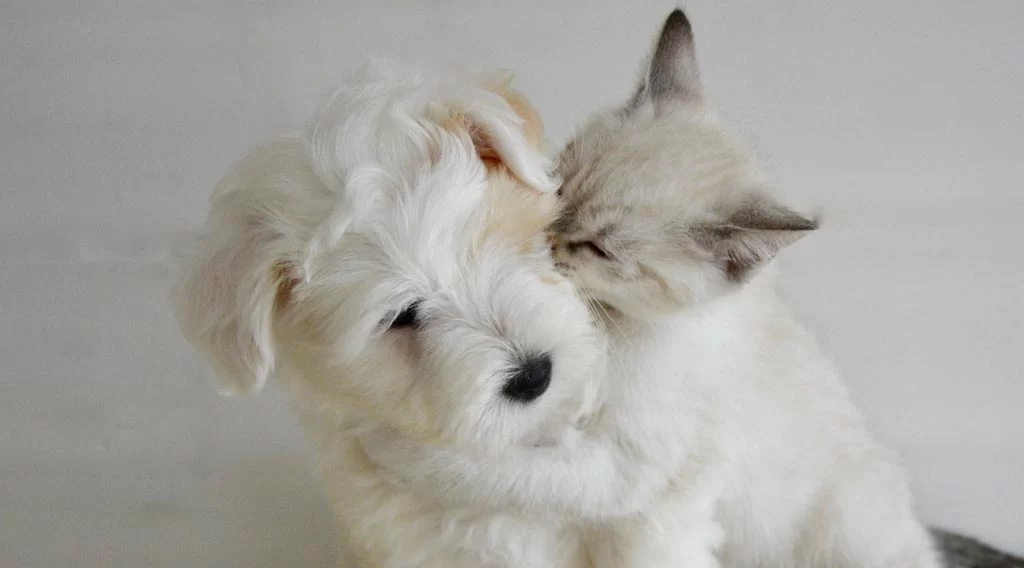 Pet Vaccination Clinic: Essential Services for Protecting Your Pet’s Health