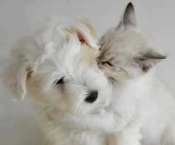 Pet Vaccination Clinic: Essential Services for Protecting Your Pet’s Health