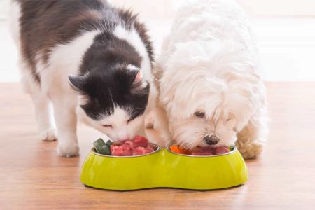 Understanding Common Pet Health Issues: Tips for Keeping Your Pet Healthy