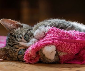 Veterinary Services for Cats: Essential Care for Your Feline Companion