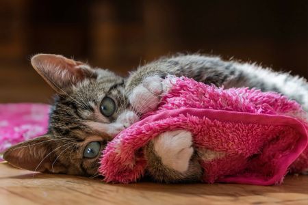 Veterinary Services for Cats: Essential Care for Your Feline Companion