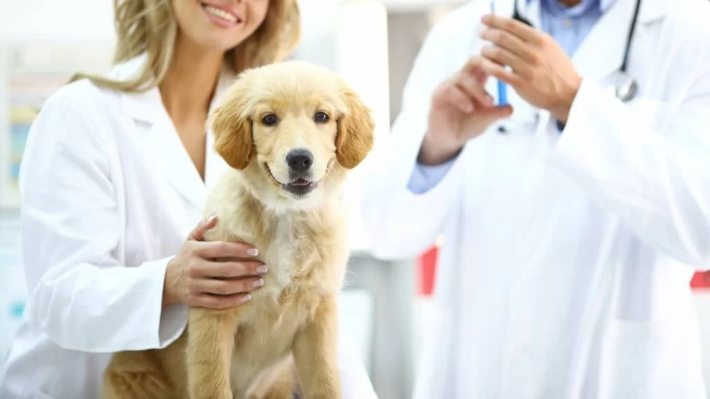 A Complete Guide to Your Pet's Vaccination Schedule: Keeping Your Pet Healthy