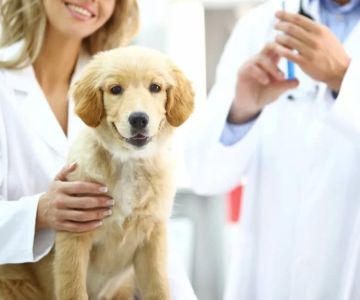 A Complete Guide to Your Pet's Vaccination Schedule: Keeping Your Pet Healthy