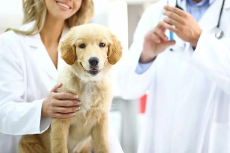 A Complete Guide to Your Pet's Vaccination Schedule: Keeping Your Pet Healthy