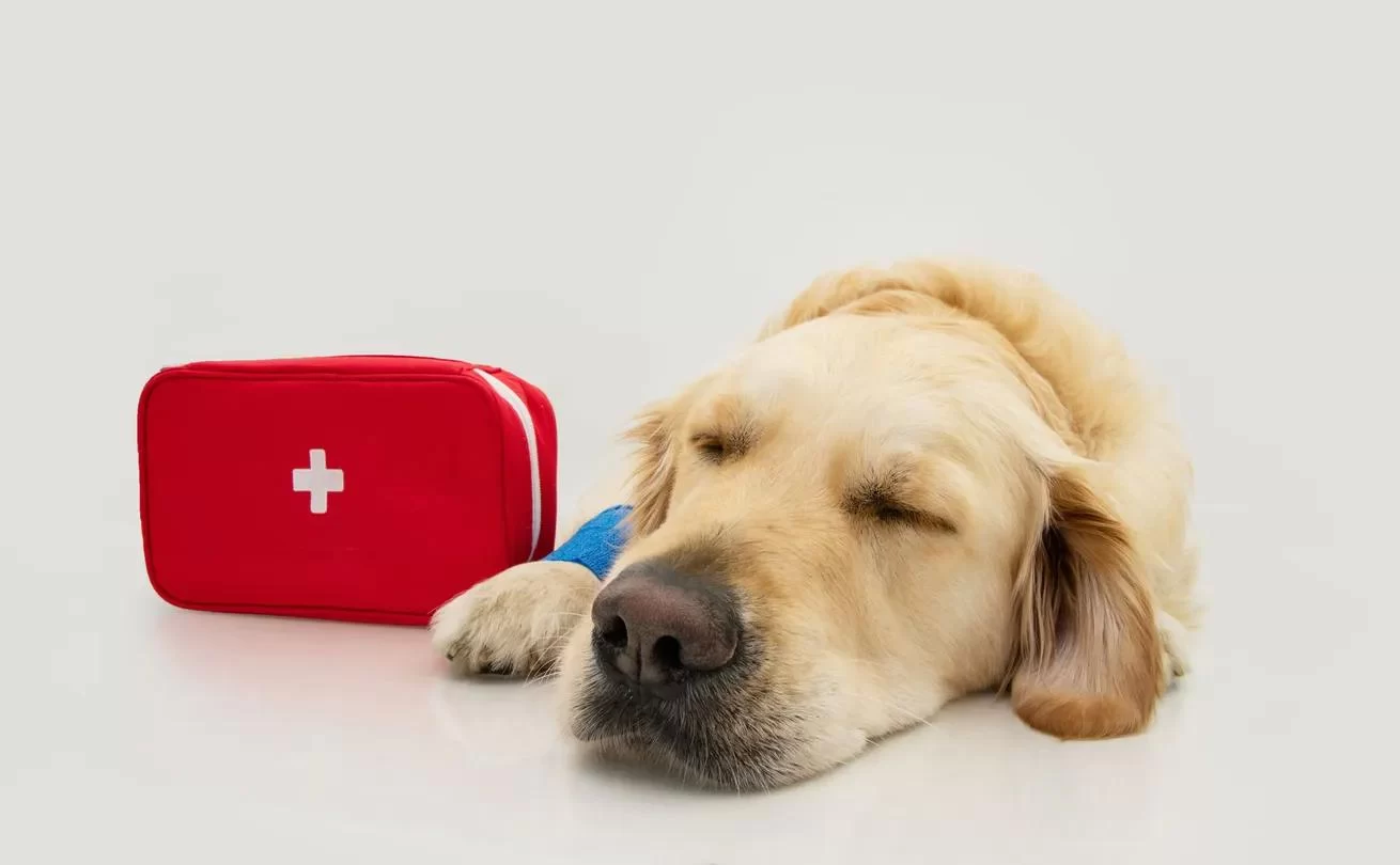Emergency Care for Dogs: What You Need to Know for Pet First Aid and Urgent Care