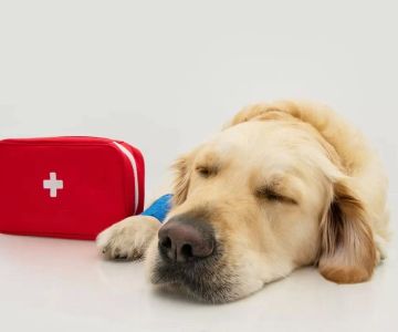 Emergency Care for Dogs: What You Need to Know for Pet First Aid and Urgent Care