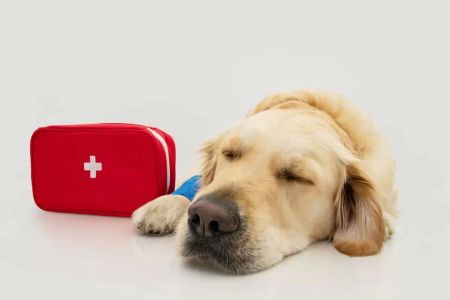 Emergency Care for Dogs: What You Need to Know for Pet First Aid and Urgent Care