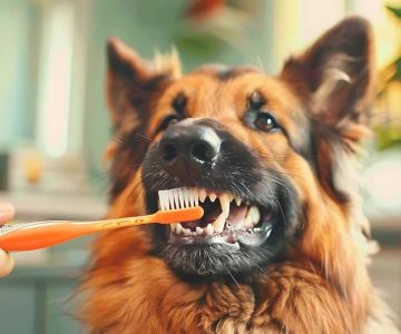 The Importance of Animal Dental Checkups: Ensuring Your Pet’s Oral Health
