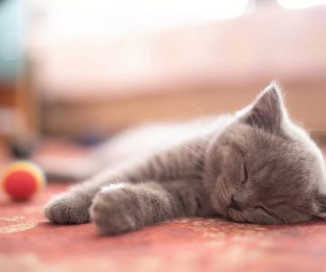 Kitten Vaccinations: A Guide to Keeping Your Kitten Healthy and Safe