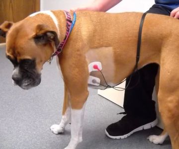 Pet ECG Services: Why Heart Monitoring is Essential for Your Pet's Health