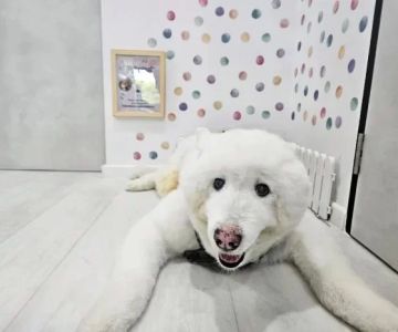 Pet Wellness Exams for Seniors: How Regular Checkups Help Your Older Pet Thrive