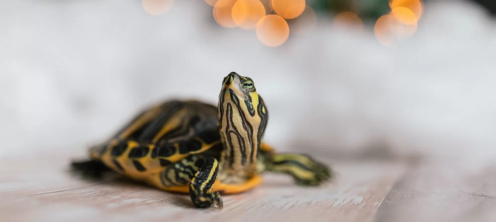 Exotic Animal Pet Health: Essential Tips for Keeping Your Unique Pets Healthy