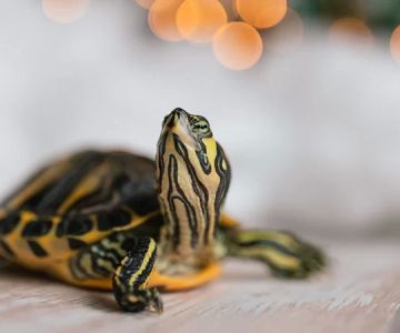 Exotic Animal Pet Health: Essential Tips for Keeping Your Unique Pets Healthy