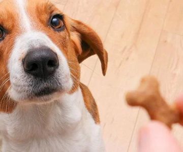 Best Ways to Manage Your Pet’s Food Allergies: Effective Solutions for Pet Health