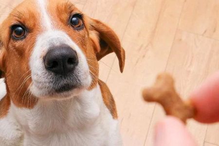 Best Ways to Manage Your Pet’s Food Allergies: Effective Solutions for Pet Health