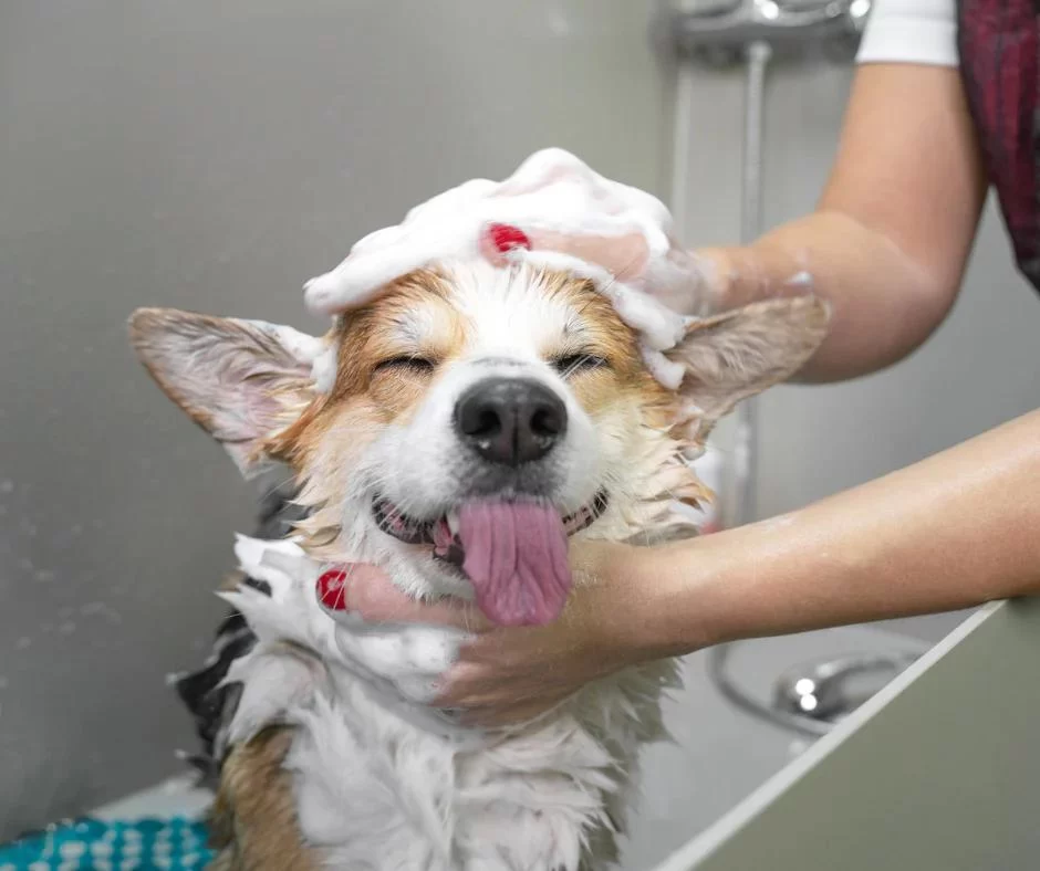 Tips for Reducing Your Pet’s Shedding: Effective Ways to Manage Pet Hair