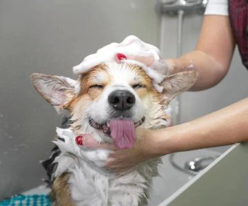 Tips for Reducing Your Pet’s Shedding: Effective Ways to Manage Pet Hair