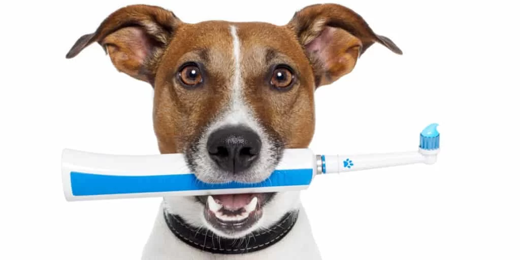 How to Care for Your Pet’s Teeth and Gums: Expert Tips for Pet Dental Health