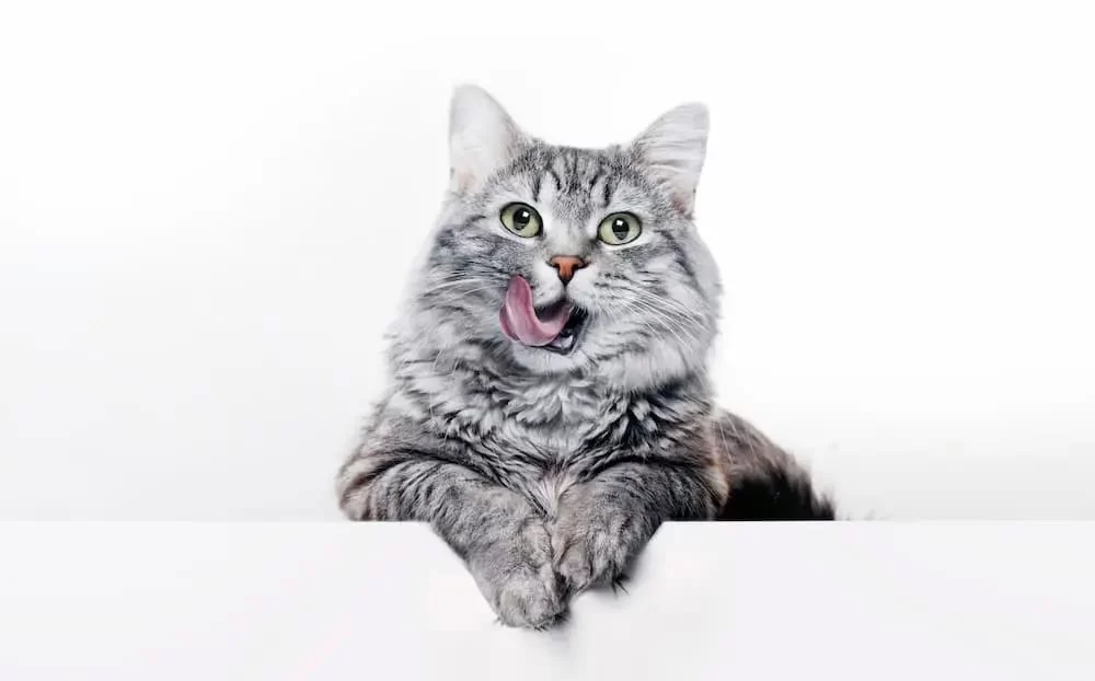 What to Do if Your Cat is Coughing: Causes and Treatment Guide