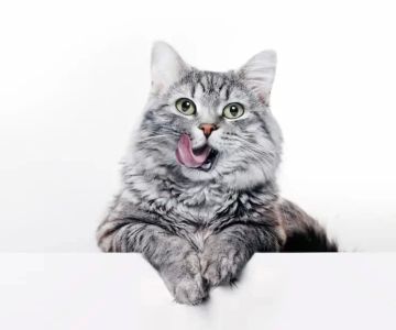What to Do if Your Cat is Coughing: Causes and Treatment Guide