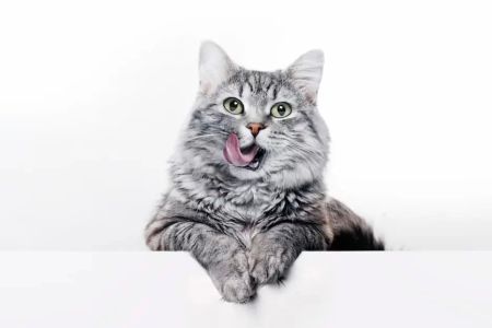 What to Do if Your Cat is Coughing: Causes and Treatment Guide