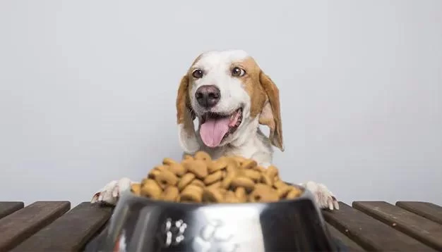 What to Feed Your Pet with Sensitive Stomach: Best Food Options for Digestive Health