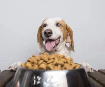 What to Feed Your Pet with Sensitive Stomach: Best Food Options for Digestive Health