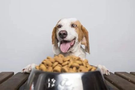 What to Feed Your Pet with Sensitive Stomach: Best Food Options for Digestive Health