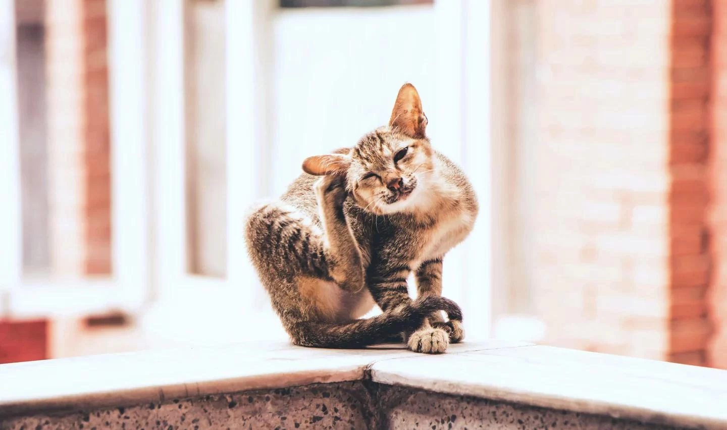 How to Choose the Best Flea Treatment for Pets: A Complete Guide