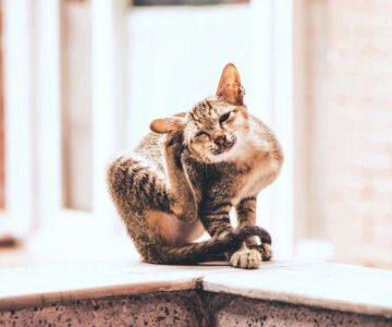How to Choose the Best Flea Treatment for Pets: A Complete Guide