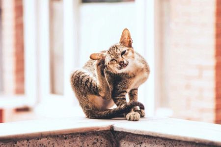 How to Choose the Best Flea Treatment for Pets: A Complete Guide