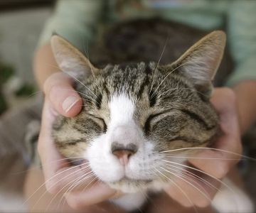 How to Reduce Your Pet’s Stress Levels: Effective Tips and Solutions