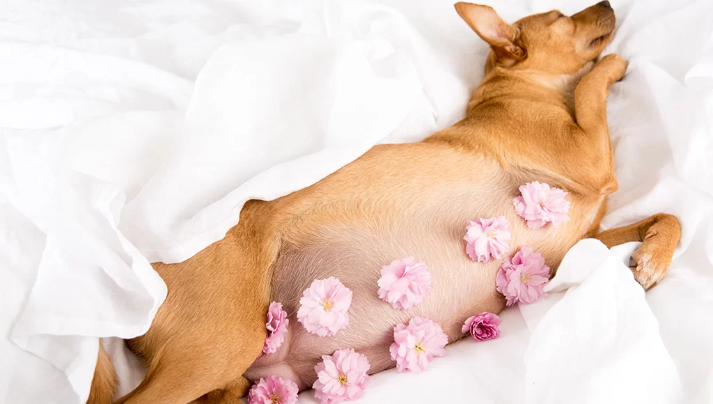 How to Care for a Pregnant Dog: Essential Tips for a Healthy Pregnancy