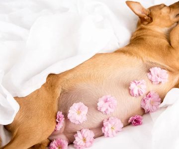 How to Care for a Pregnant Dog: Essential Tips for a Healthy Pregnancy