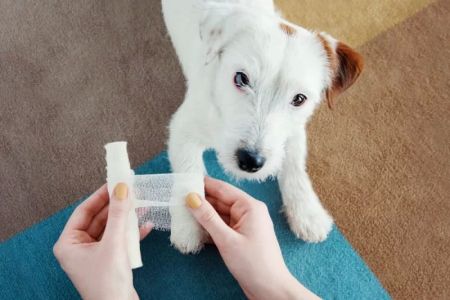 How to Treat a Dog with a Cut on Its Paw - Essential Care Tips for Pet Owners