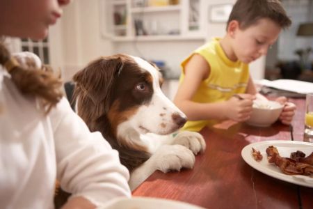 Harmful Foods for Pets - Protect Your Furry Friends from Toxic Foods