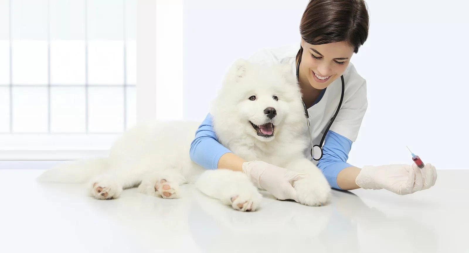 Affordable Pet Health Care Services in Los Angeles: Ensuring Your Pet's Wellbeing Without the High Cost