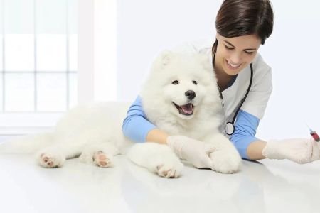 Affordable Pet Health Care Services in Los Angeles: Ensuring Your Pet's Wellbeing Without the High Cost