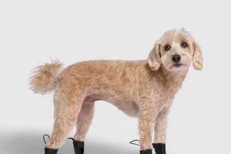 Waterproof Dog Boots for Winter: Keep Your Pet's Paws Safe and Comfortable