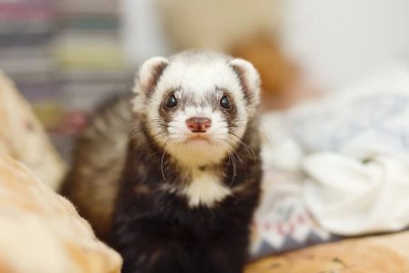 Exotic Pet Wellness Checkups: Ensuring Your Unusual Pets Stay Healthy