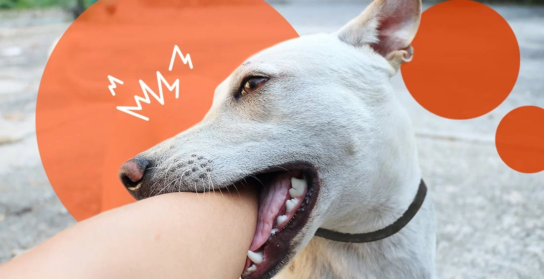 How to Prevent Dog Bites: Effective Strategies for Protecting Yourself and Others