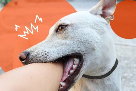 How to Prevent Dog Bites: Effective Strategies for Protecting Yourself and Others