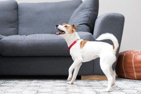 How to Deal with Your Pet’s Constant Barking: Tips and Strategies for a Quieter Home