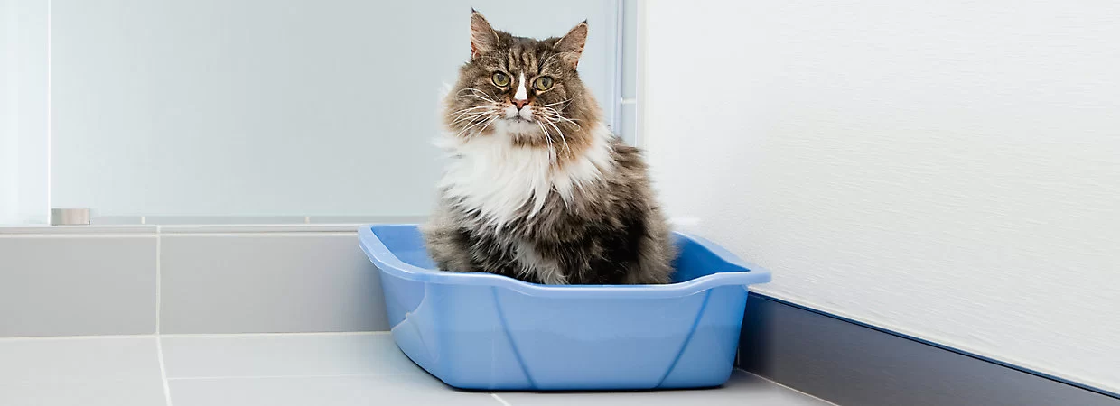 How to Clean Your Pet’s Litter Box – Tips for a Clean, Odor-Free Space