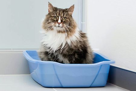 How to Clean Your Pet’s Litter Box – Tips for a Clean, Odor-Free Space