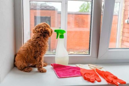 Pet-Friendly Cleaning Products for Your Home: A Safe and Healthy Environment for Pets