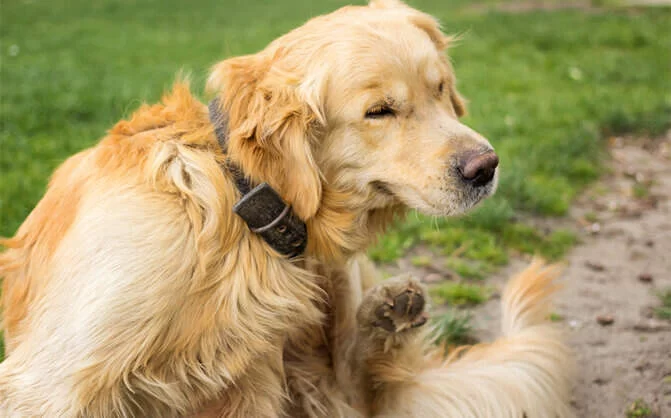 Signs Your Dog May Have a Flea Allergy – Recognize the Symptoms and Find Relief